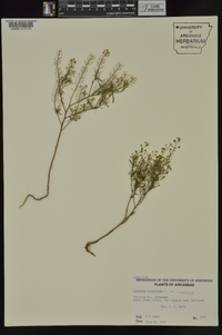 Lepidium virginicum var. virginicum image