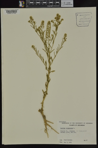 Lepidium virginicum var. virginicum image