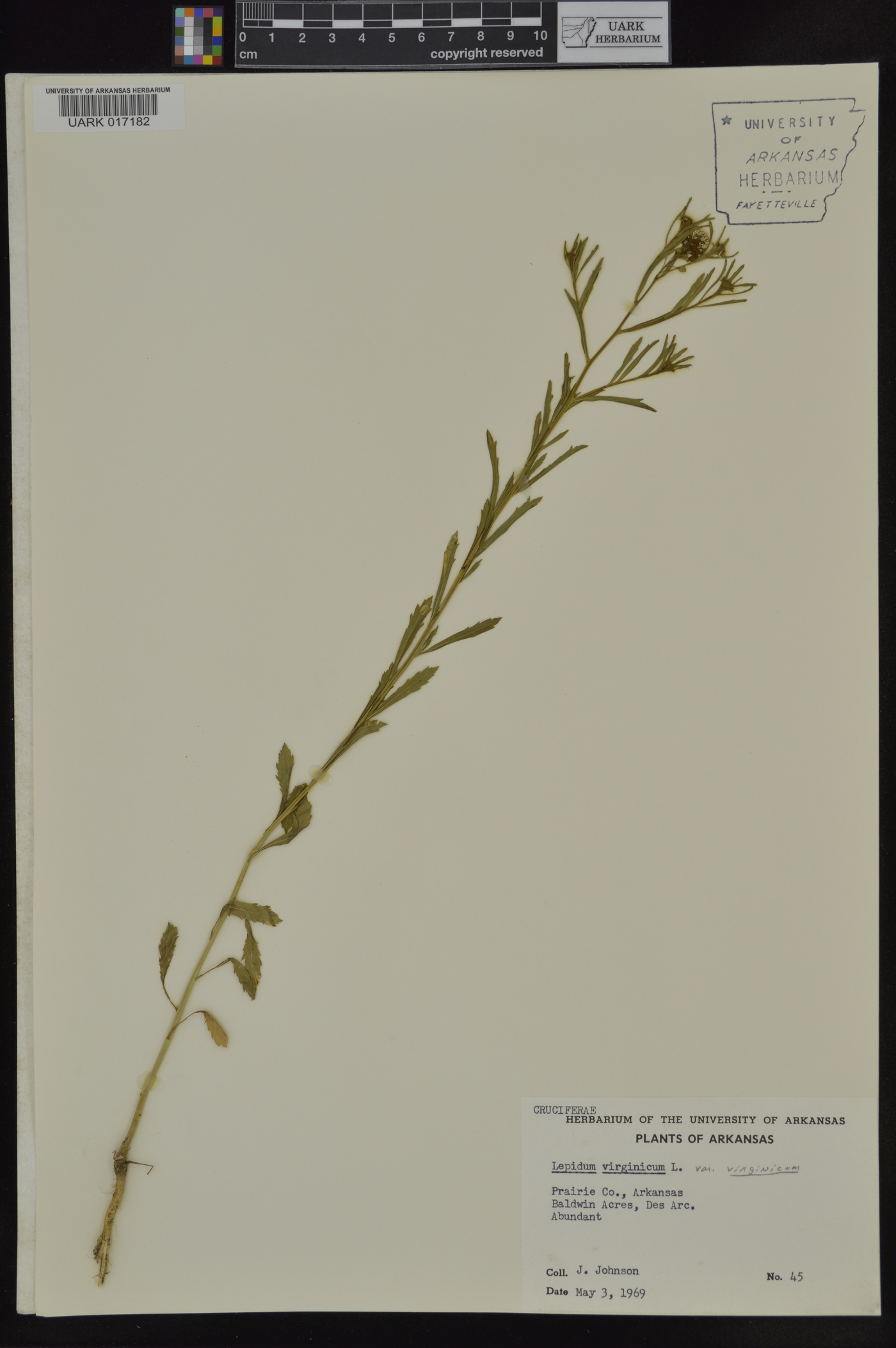 Lepidium virginicum var. virginicum image