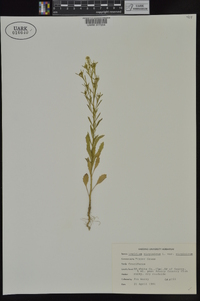 Lepidium virginicum var. virginicum image