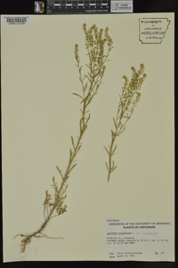 Lepidium virginicum var. virginicum image