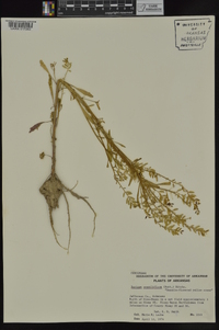 Rorippa sessiliflora image