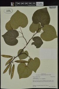 Cercis canadensis var. canadensis image