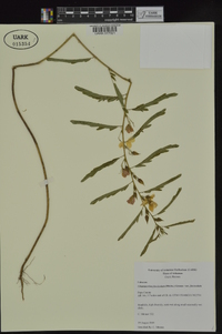 Chamaecrista fasciculata var. fasciculata image