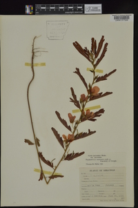 Chamaecrista fasciculata var. fasciculata image