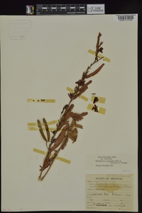 Chamaecrista fasciculata var. fasciculata image