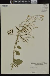 Raphanus raphanistrum subsp. sativus image