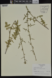 Sisymbrium officinale image