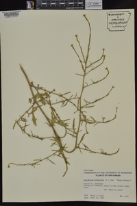 Sisymbrium officinale image