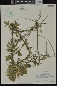 Sisymbrium officinale image