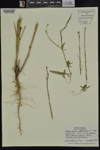 Sisymbrium officinale image