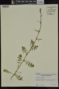 Sisymbrium officinale image