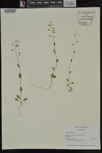 Microthlaspi perfoliatum image