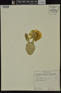 Opuntia humifusa image