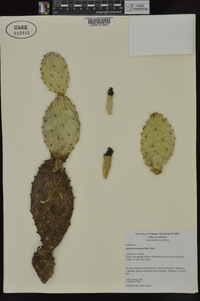 Opuntia humifusa image