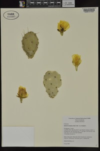 Opuntia humifusa image