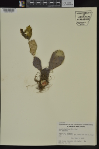 Opuntia humifusa image