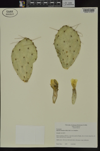 Opuntia humifusa image