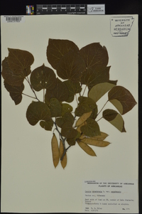 Cercis canadensis var. canadensis image