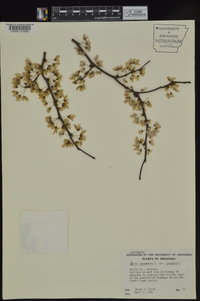 Cercis canadensis var. canadensis image