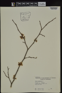 Cercis canadensis var. canadensis image