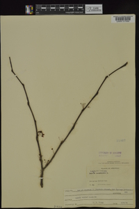 Cercis canadensis var. canadensis image