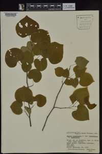 Cercis canadensis var. canadensis image