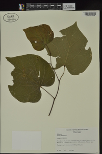 Cercis canadensis var. canadensis image