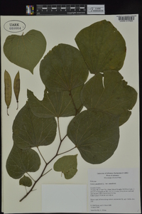 Cercis canadensis var. canadensis image