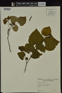 Cercis canadensis var. canadensis image