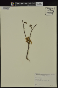 Cercis canadensis var. canadensis image