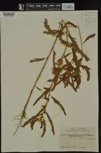 Chamaecrista fasciculata var. fasciculata image