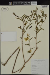 Chamaecrista fasciculata var. fasciculata image