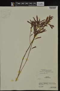 Chamaecrista nictitans subsp. nictitans image