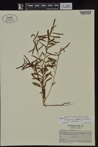 Chamaecrista nictitans var. nictitans image