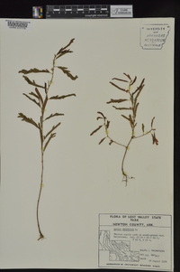 Chamaecrista nictitans var. nictitans image