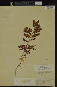 Chamaecrista nictitans var. nictitans image