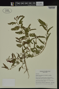 Chamaecrista nictitans var. nictitans image