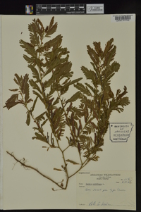 Chamaecrista nictitans var. nictitans image