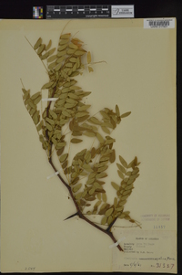 Gleditsia aquatica image