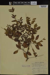 Gleditsia aquatica image