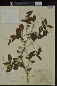 Gleditsia aquatica image