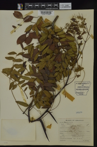 Gleditsia aquatica image