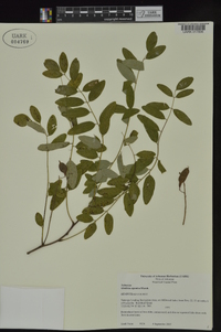 Gleditsia aquatica image