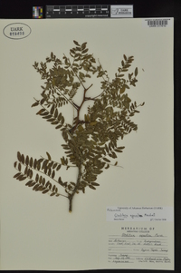 Gleditsia aquatica image