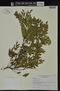 Gleditsia aquatica image