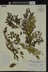 Gleditsia aquatica image