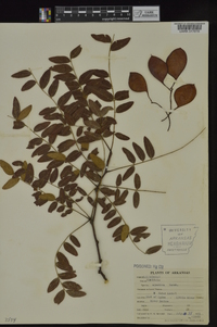 Gleditsia aquatica image