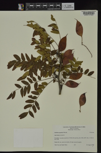 Gleditsia aquatica image