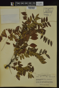 Gleditsia aquatica image